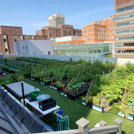 rooftop farm